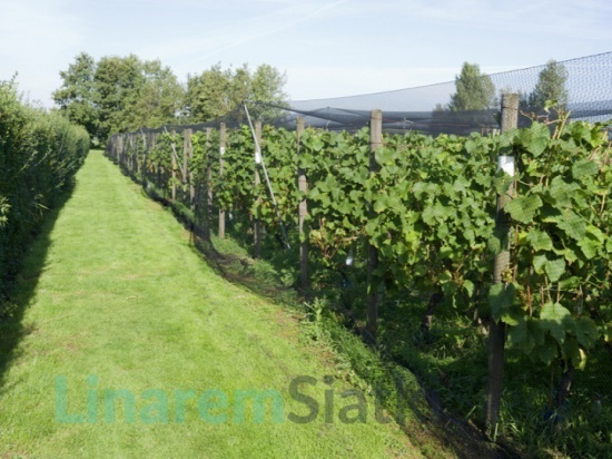 Siatki przeciw szpakom. Siatki ochronne na pola, uprawy, sady.